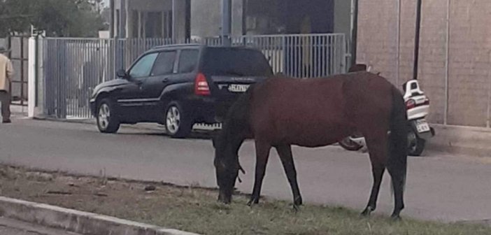 Αγρίνιο: Αφηνιασμένο άλογο σε πολυσύχναστο δρόμο παραλίγο να προκαλέσει ατύχημα