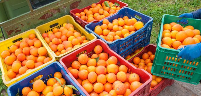 «Χρυσάφι» η απόσταση από το χωράφι στο ράφι για τα πορτοκάλια – Μιλούν στη «Σ» παραγωγοί του Αγρινίου