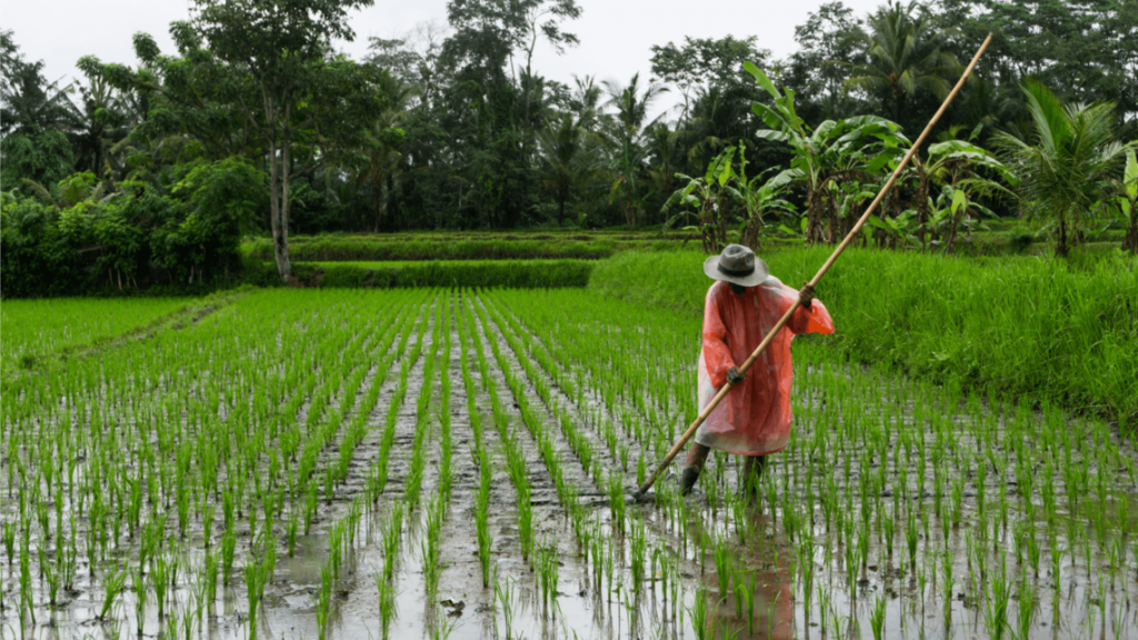 Ανάγκη εξισορρόπησης επισιτιστικής ασφάλειας και διεθνούς εμπορίου ρυζιού