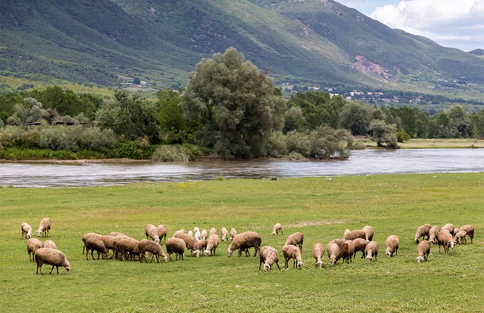 Νέο πριμ eco-schemes 10 ευρώ το στρέμμα επιδοτεί κτηνοτρόφους που δηλώνουν το 2024  δασοσκεπή βοσκοτόπια
