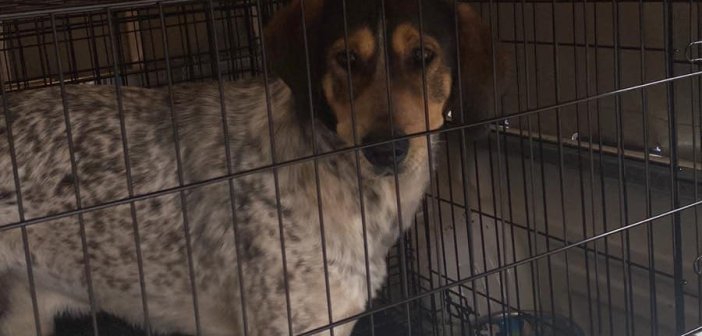Αγρίνιο: Ιδιοκτήτης παράτησε τον σκύλο του – Του επιβλήθηκε πρόστιμο 500 ευρώ μετά από παρέμβαση του Δήμου