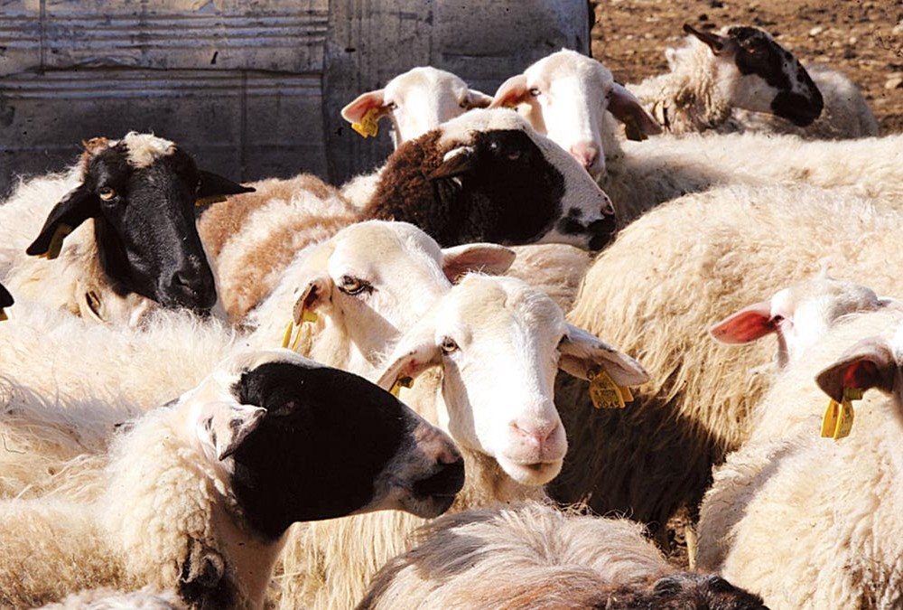 Προσοχή για ευλογιά προβάτων συνιστά σε κτηνοτρόφους και εμπόρους η περιφέρεια Κ.Μακεδονίας