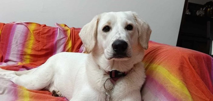 Αγρίνιο: Χάθηκε σκύλος στην περιοχή του νέου ναού του Αγίου Χριστοφόρου