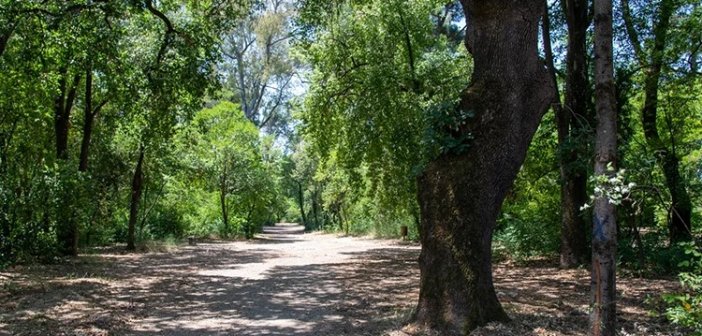 Αγρίνιο: Η βελανιδιά του Χατζόπουλου ως «Διατηρητέο Μνημείου της Φύσης»