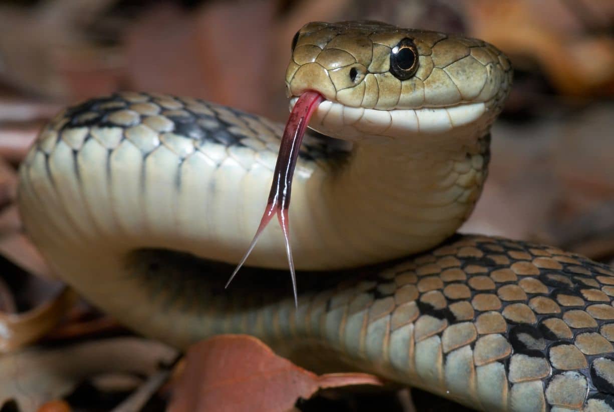 Δηλητηριώδη φίδια στην Ελλάδα - Τι κάνουμε αν μας δαγκώσουν;