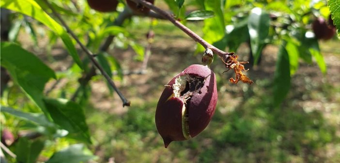 Αντίθετοι με την ιδιωτική ασφάλιση οι Αιτωλοακαρνάνες αγρότες – Θέλουν διεύρυνση των λόγων αποζημίωσης